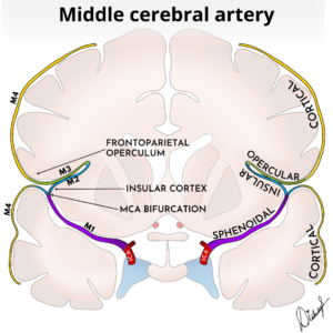 Illustration shows various segments of the middle cerebral artery and their important relations MCA branches radiology