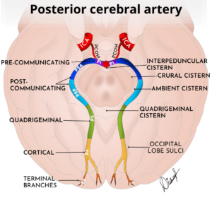 Illustration shows various segments of the posterior cerebral artery along with the CSF cisterns and landmarks related to each segment. pca branches radiology